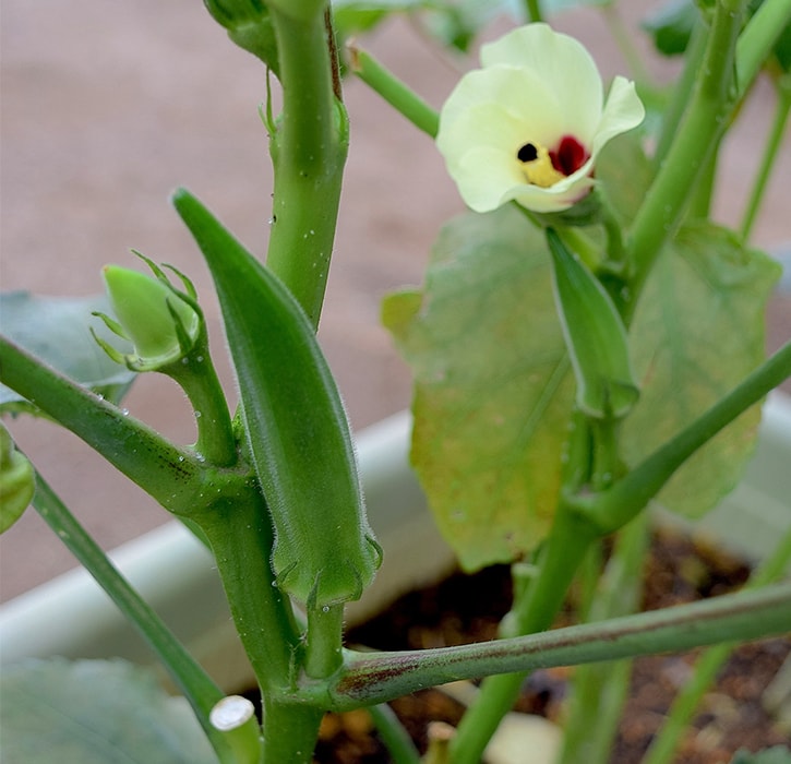 オクラの花
