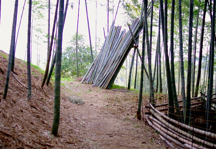 竹林