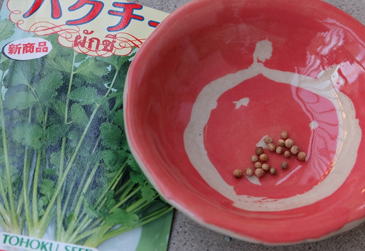 パクチー