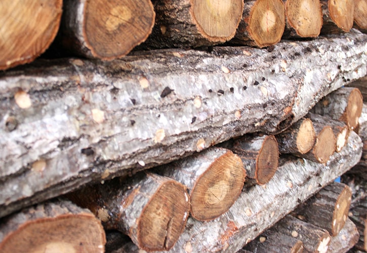 shiitake