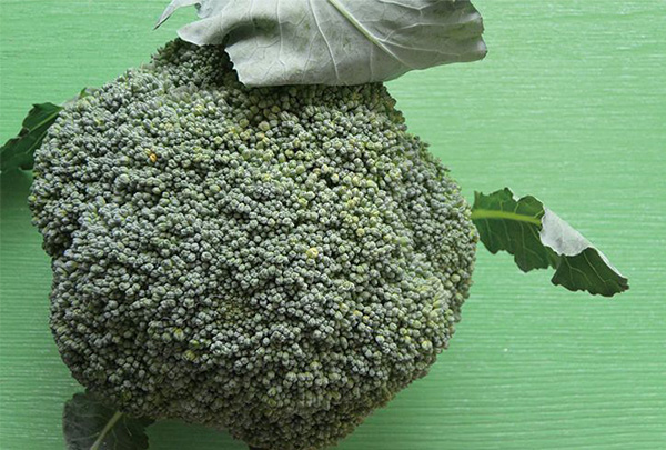 ブロッコリーに底力あり！実は食べられる、ブロッコリーの茎