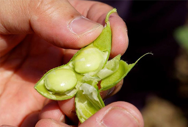 美味しい「ちゃ豆」は畑が教えてくれる