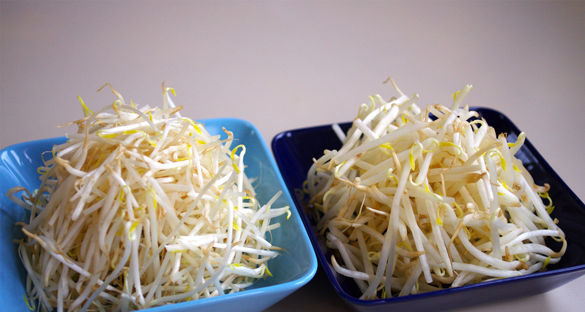 お助け野菜！もやしのおすすめ保存法