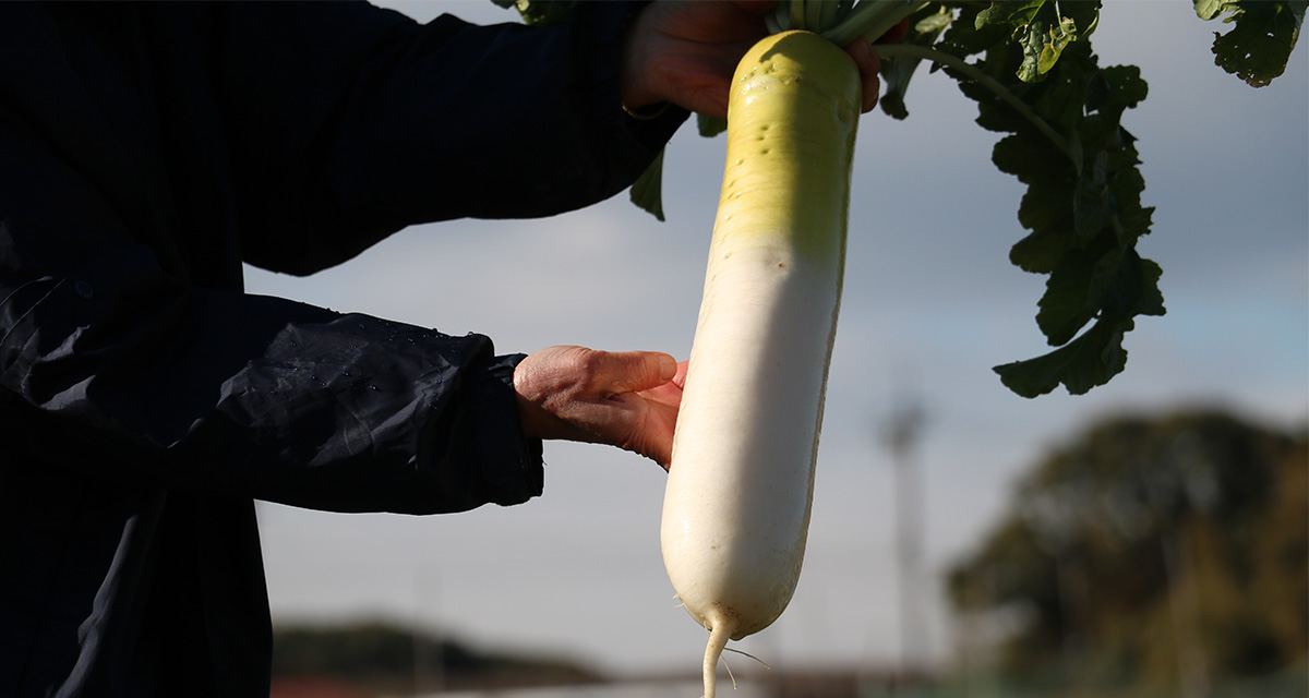 「種から国産」・伝統野菜で日本の農業と食文化をつなぐ／愛知・大府市 高木幹夫さん