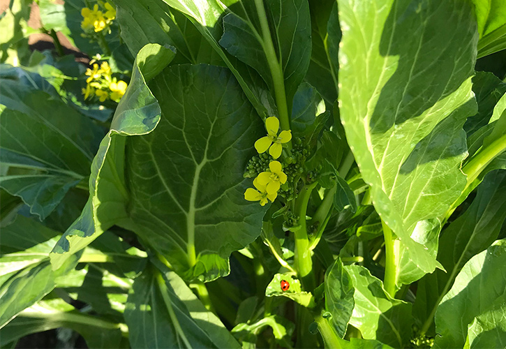 vegelife