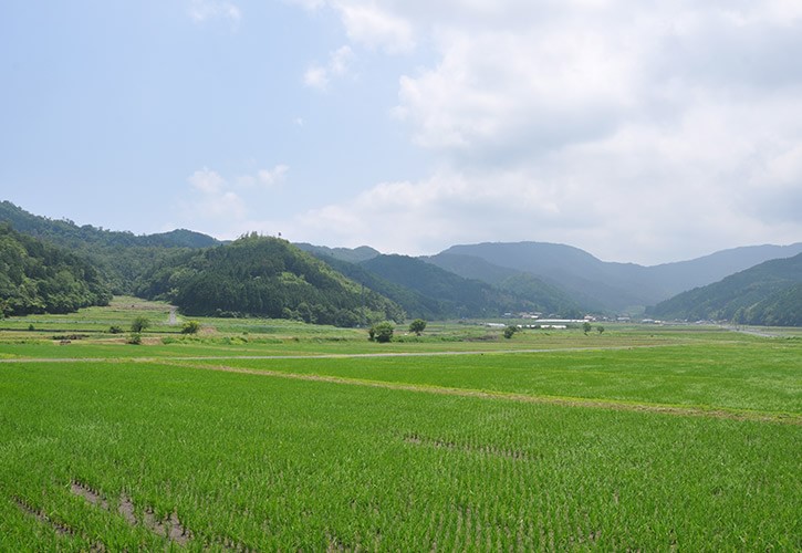 鳥取市のお米
