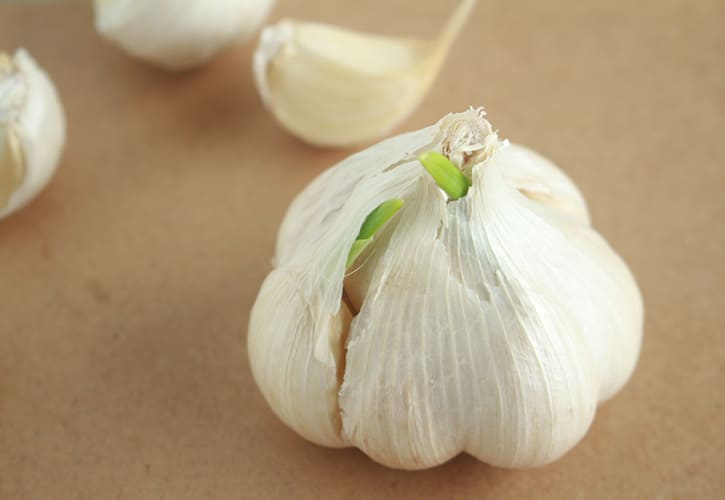 にんにく株