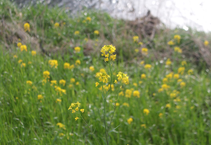 菜の花風景