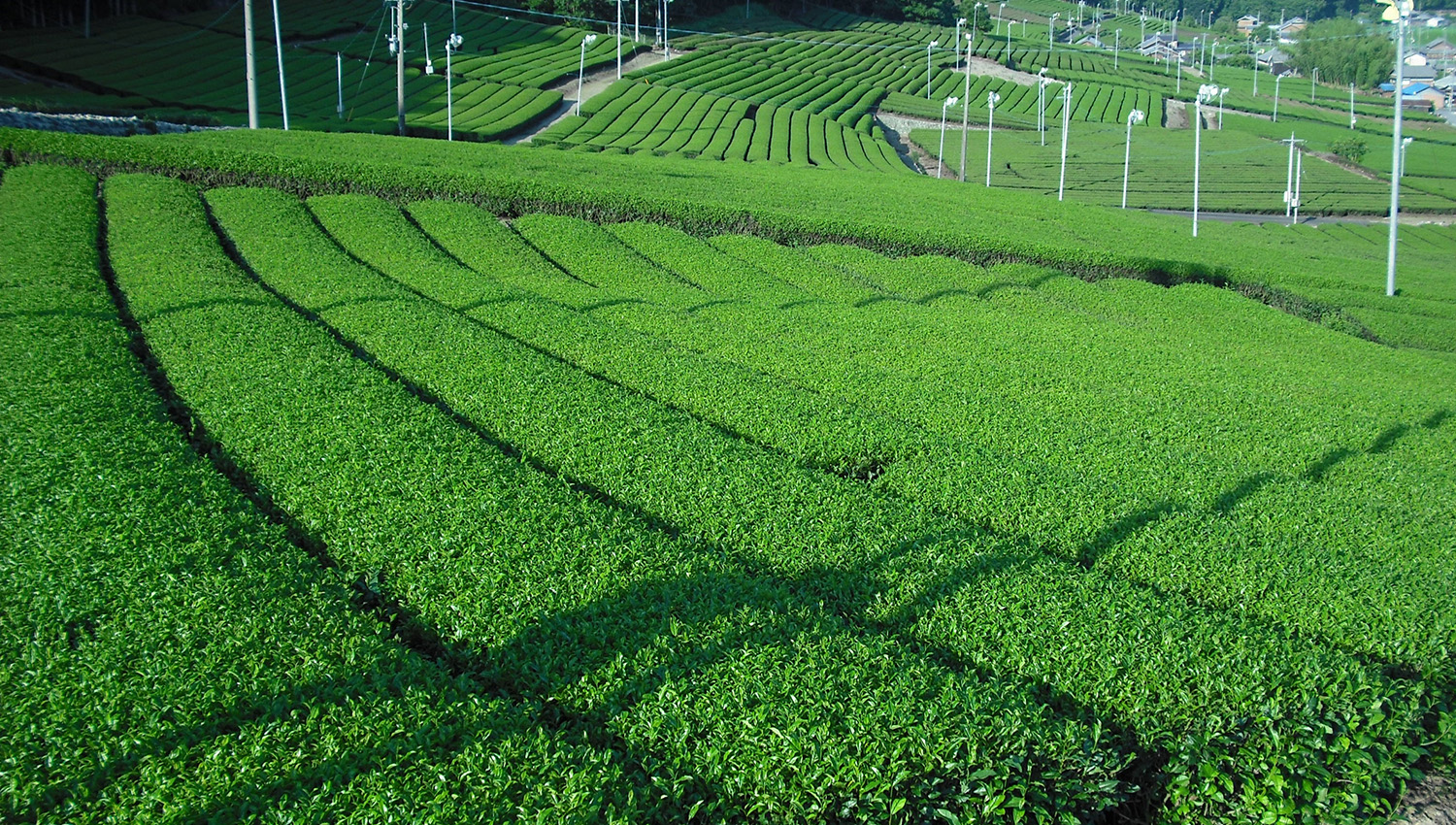 ほんのり甘くて心が和む、ありそうでなかった国産の「和紅茶」